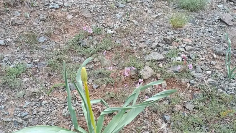 Birçok Derde Doğal Şifa: Çiriş Otu